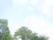 Merawat Alam untuk Peradaban, PMII Gandeng Kwarda Lampung Tanam Mangrove