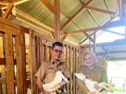 Pemprov Lampung Luruskan Isu Supply–Demand Daging Sapi