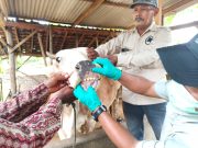 Pengendalian PMK Diperkuat, Pemprov Lampung Genjot Vaksinasi dan Edukasi Peternak Jelang Iduladha 2026