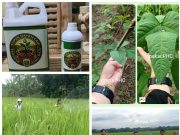 PHC Buktikan Hasil: Saatnya Petani Lampung Beralih ke Pupuk Hayati Cair