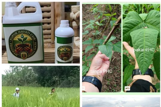 PHC Buktikan Hasil: Saatnya Petani Lampung Beralih ke Pupuk Hayati Cair