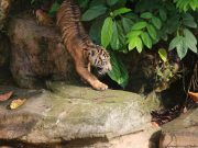 *Anak Harimau Sumatera Tampil Perdana, Gubernur Lampung Resmikan Nama*