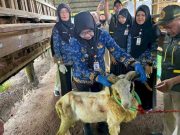 Pemprov Lampung Terjunkan 1.229 Petugas Periksa Hewan Kurban